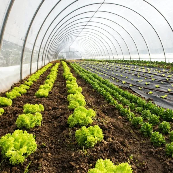 Invernadero agrícola: carretes para manguera en agricultura